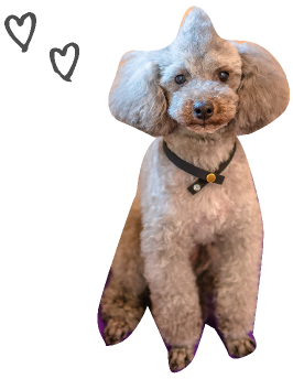 dog03