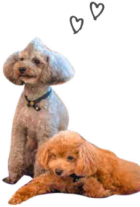 犬