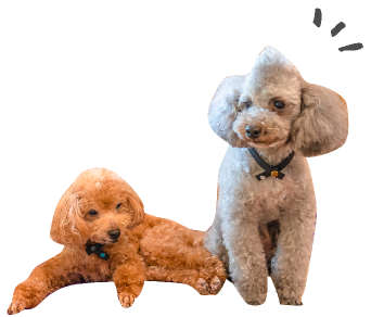 dog02